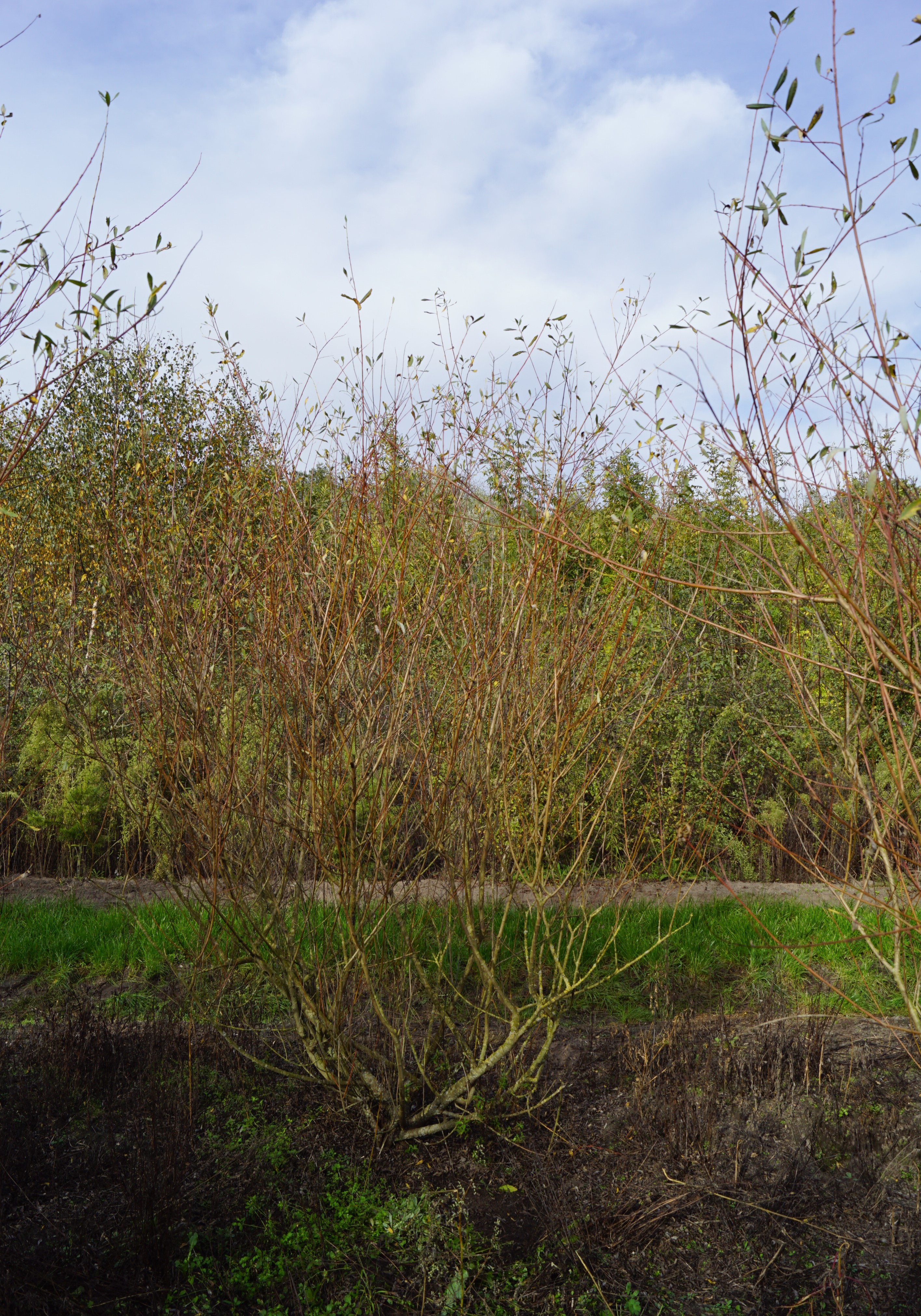 Salix purpurea (2)